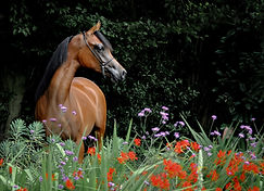 Horse Photography