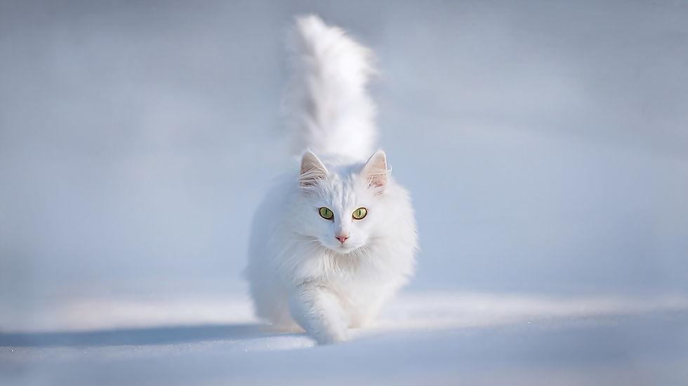 Sheepstar / She-Cat