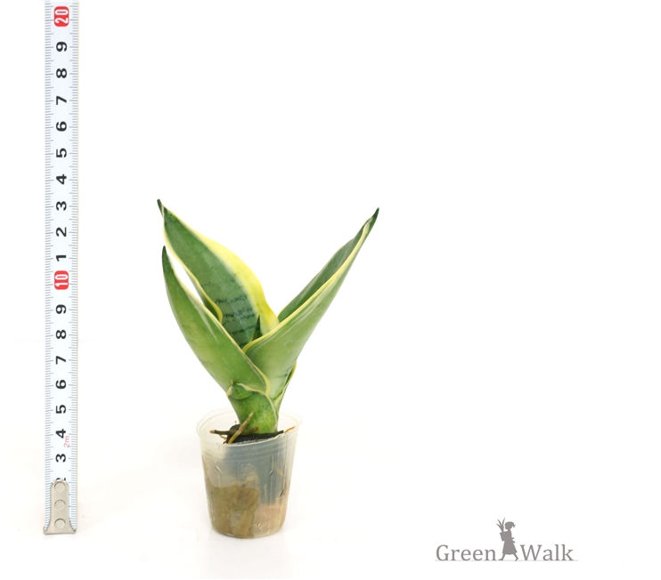 ｻﾝｽﾍﾞﾘｱ　ｼﾙﾊﾞｰﾊﾆｰ