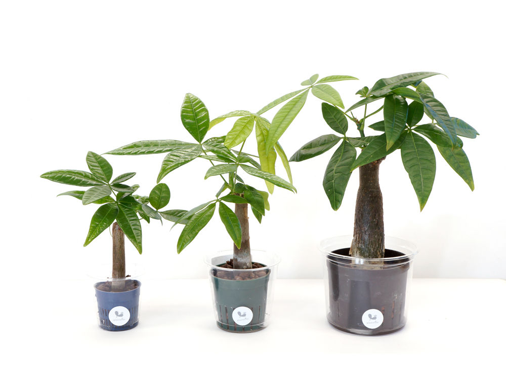 ハイドロポット