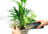 観葉植物の実演