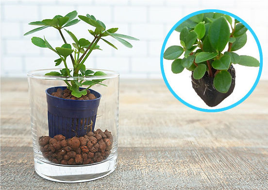 ハイドロカルチャーの苗は容器ごと植えるの ハイドロカルチャーの苗は容器ごと植えるの