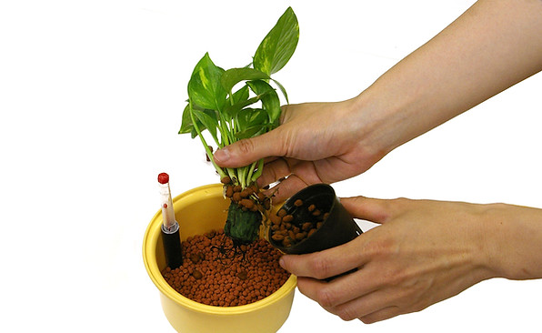 ハイドロカルチャー 植え替え