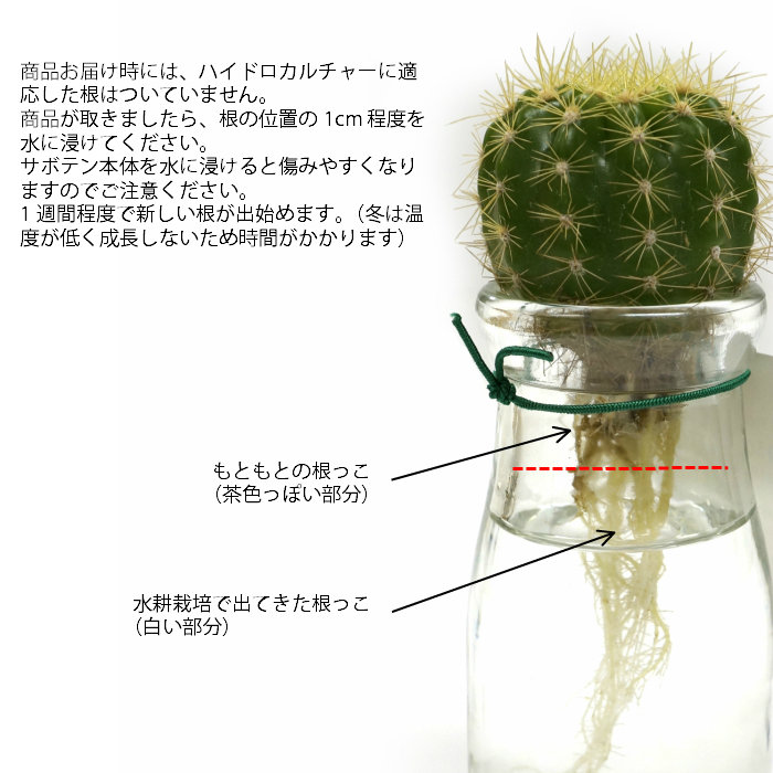 アクアカクタス Planterior アクアカクタス Planterior