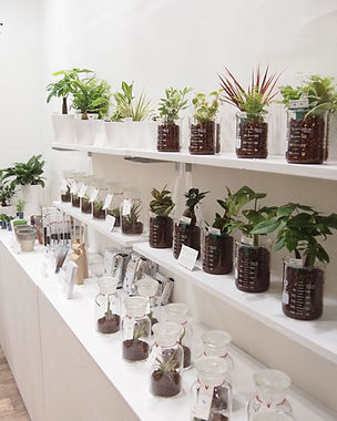 ハハイドロカルチャーを中心とした園芸植物の生産 各 卸業務 株式会社 グリーンウォーク 愛知県豊橋市 ハハイドロカルチャーを中心とした園芸植物の生産 各 卸業務 株式会社 グリーンウォーク 愛知県豊橋市