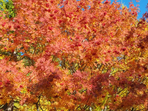 🍁 Randonnée – Escape au lac Nègre et des Graveirettes