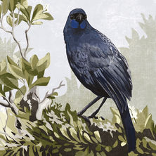 Kōkako in a Karaka Tree, Kokako, archival pigment print on Hahnemühle 300gsm by Emma-Kate Moore, original print, studioEKM