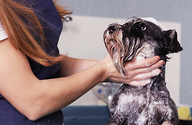 Irka özel makas & makine köpek tıraşı – Bakırköy İstanbul Pet kuaför