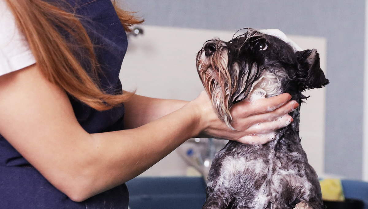 Dang Diggity Dog & Pet Grooming San Jose - Organic Pet Salon