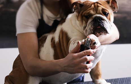 Blingbabes Groom Room Doncaster Dog Groomer Nail Clipping Service