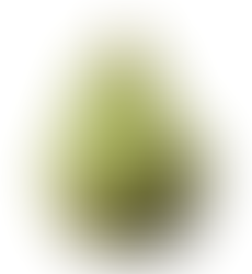 De biologische Doyenné du Comice handpeer en de Geiser Wildeman stoofpeer