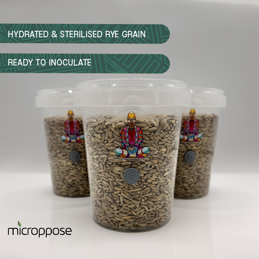Rye Grain Sterilised & Hydrated x3 Containers Mushroom Growing Spawn 900g