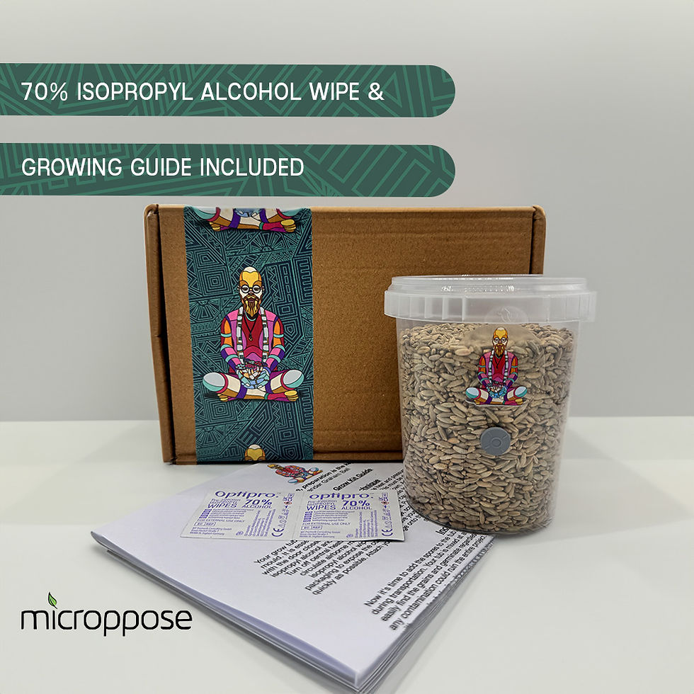 Thumbnail: Rye Grain Sterilised & Hydrated x3 Containers Mushroom Growing Spawn 900g