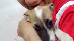 Unsung Hero: The Heart of Susan