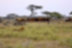 Namiri-Plains-3_edited.jpg