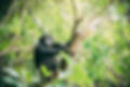 Western-Tanzania.jpg