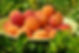 apricot_1574530849.jpg