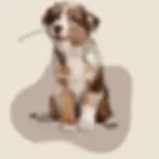 A dog with a flower