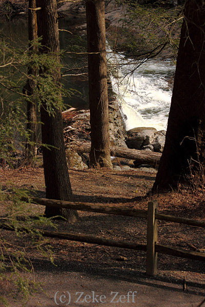 Dam behind hemlocks