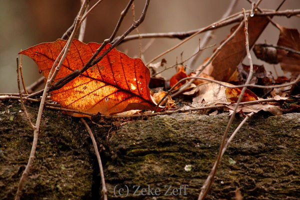 Fall leaf in winter