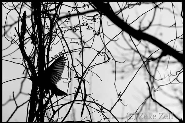 Bird landing