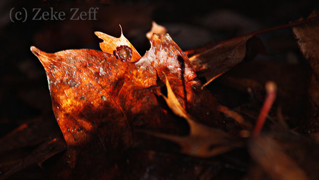 Leaves in a hollow tree