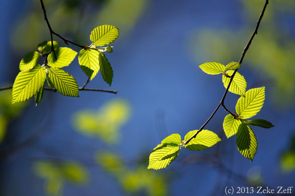 New leaves