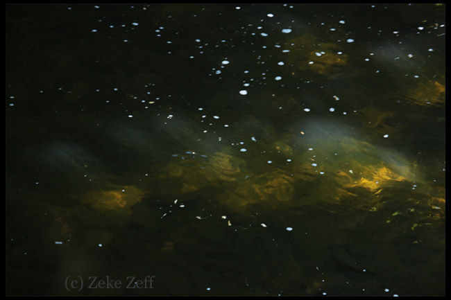 Sunlight on Wissahickon Creek