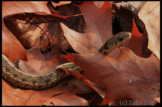 Garter snake in fall oak leaves