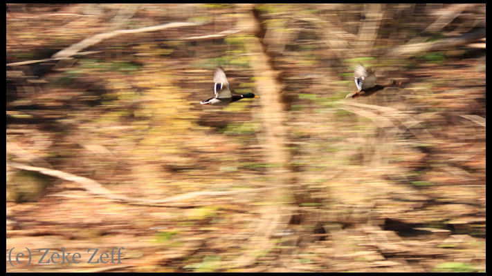 Mallard pair over Wissahickon Creek