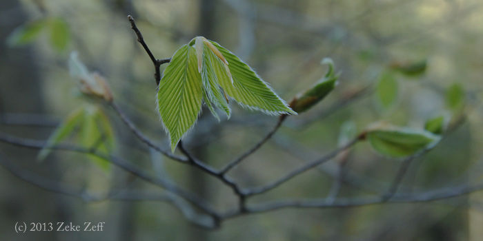 Young beech leaves in the morning