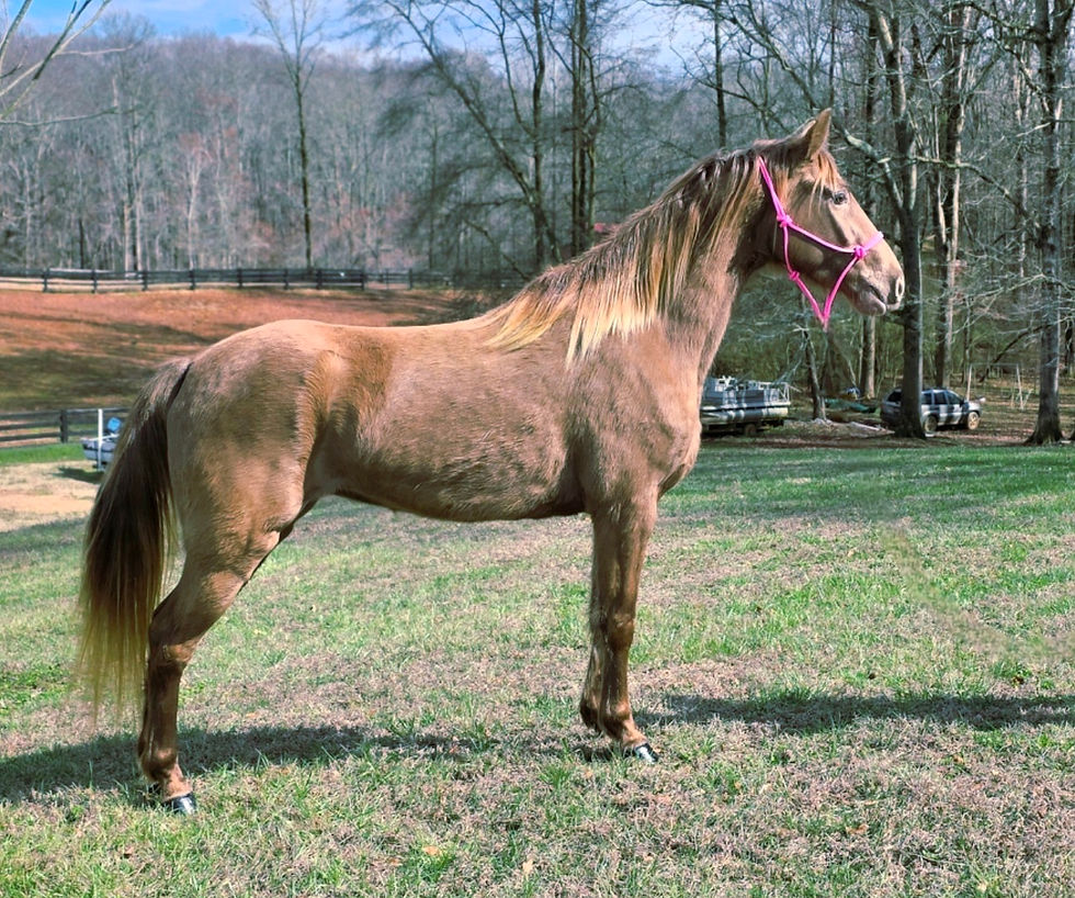 Screenshot_20260227_155235_Gallery