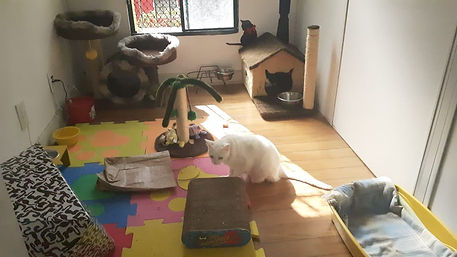Gatinho Mia.jpeg