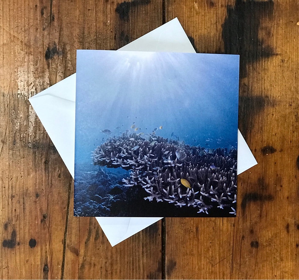 Thumbnail: Lee's Underwater Conservation Cards
