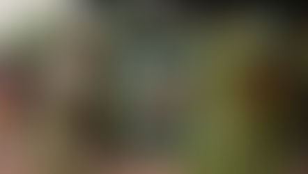 Wilding by Isabella Tree book review