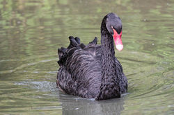 photo-1554740762-60cc68d5a37d