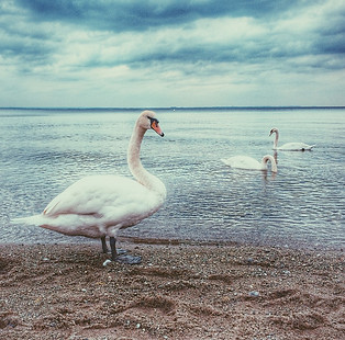 trumpeter swan