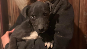 Obi