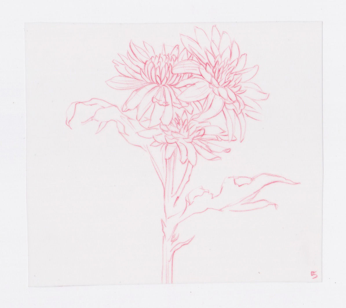 49 Flowers, #5 (2016)