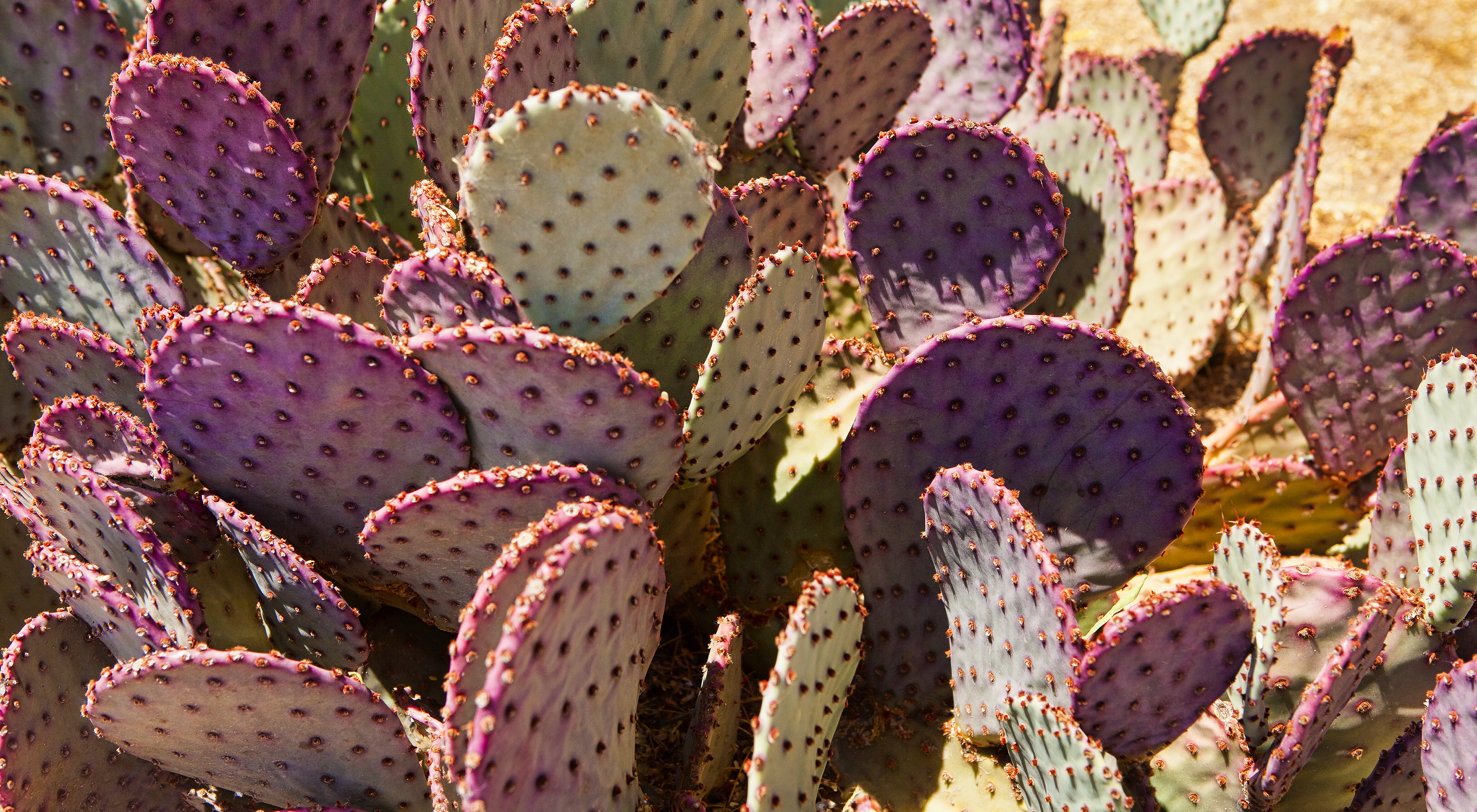 Ice Cream Colors