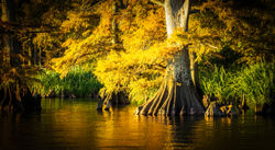 Golden Hour Cypress