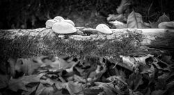 Bumps On A Log