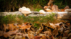 Bumps On A Log