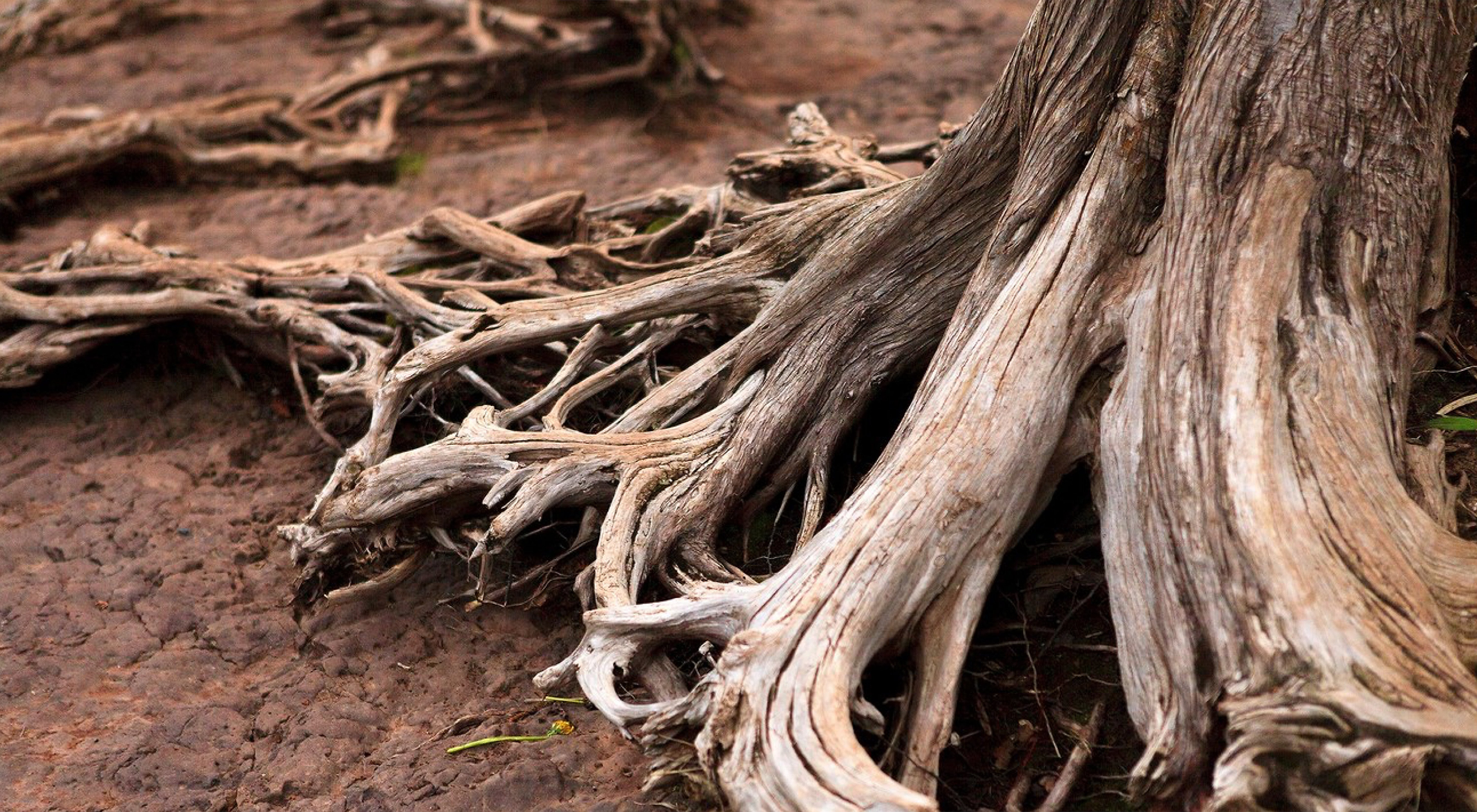 Your Roots Are Showing