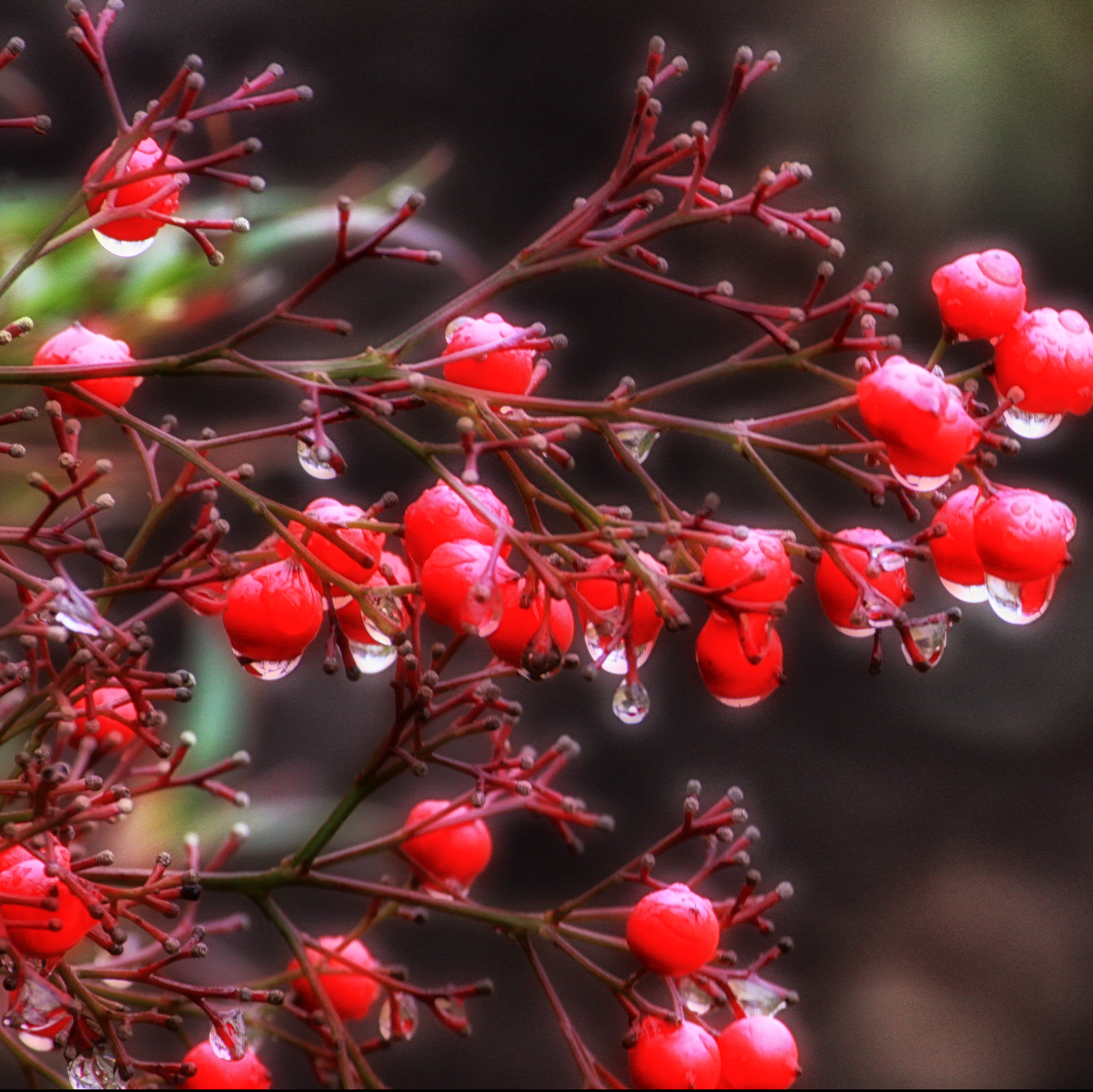 Red Drops