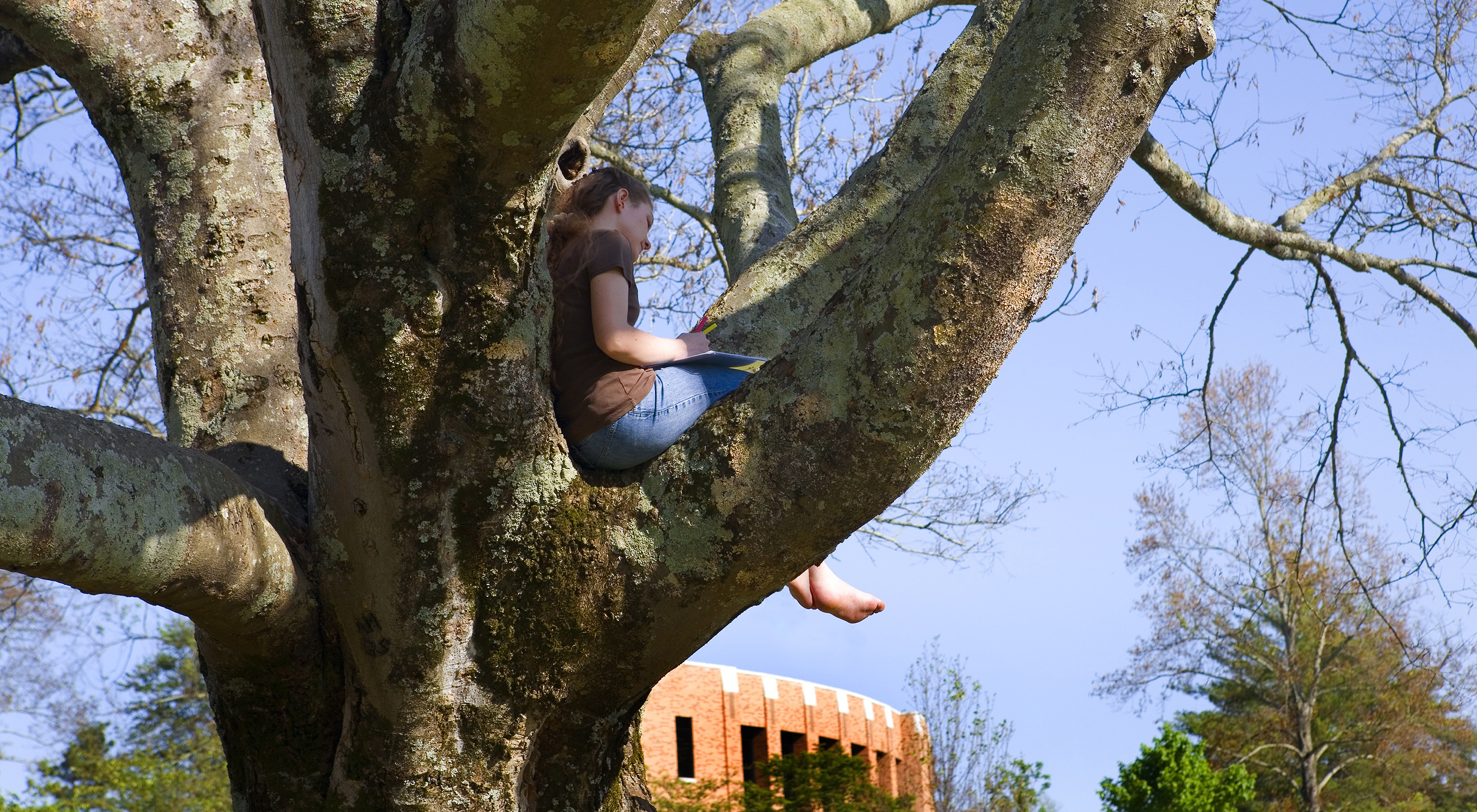 Tree Of Knowledge