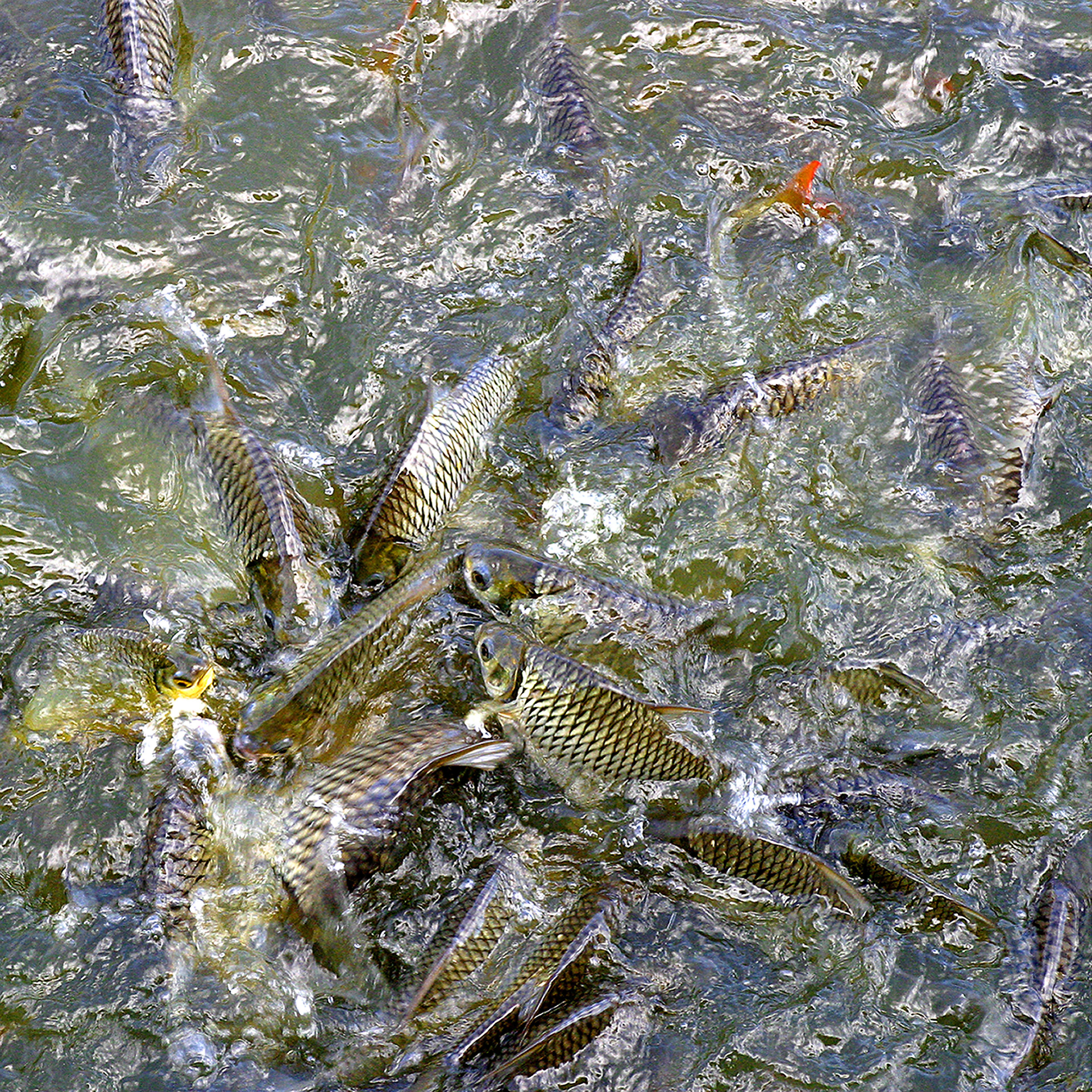 Pond Storm