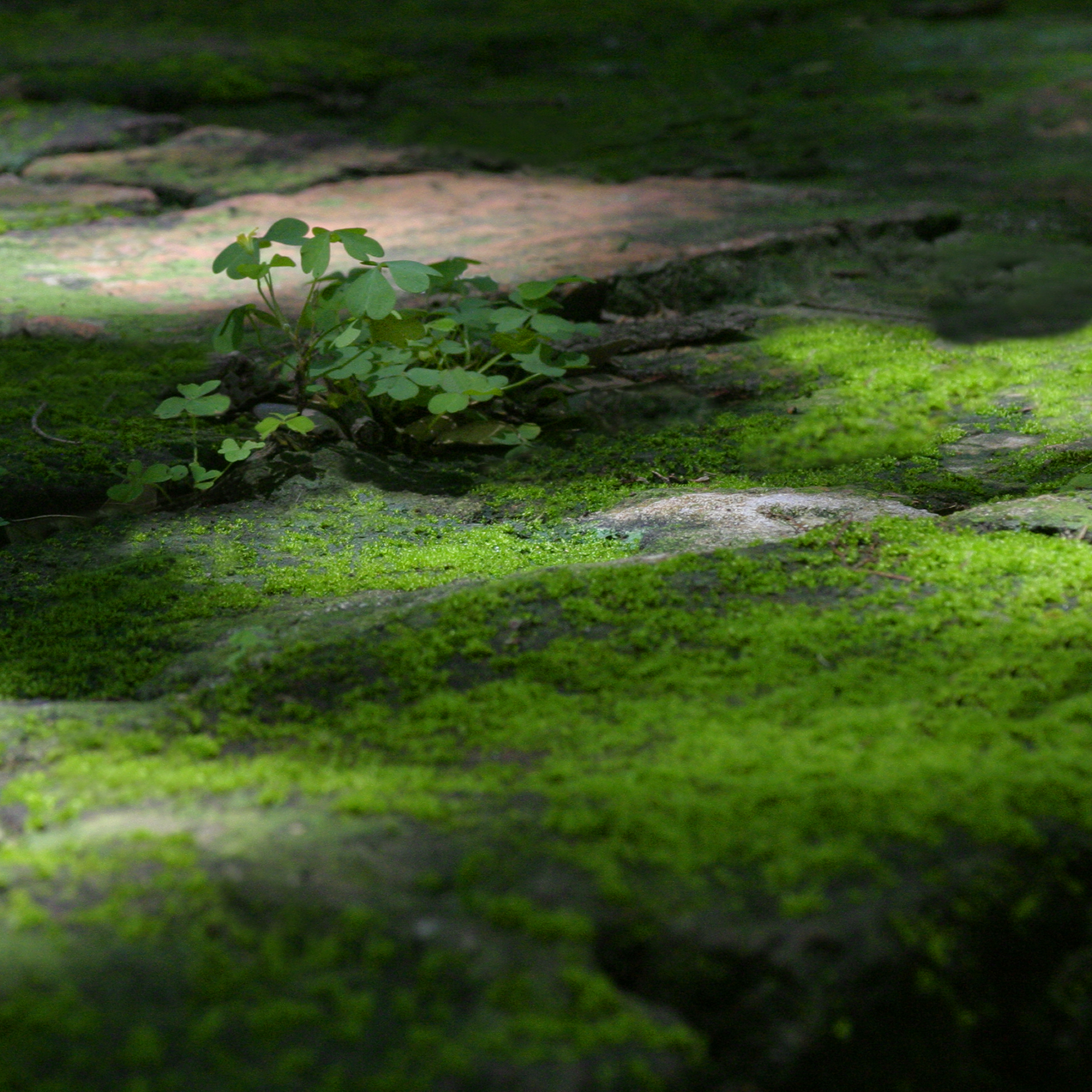 Gentle Light