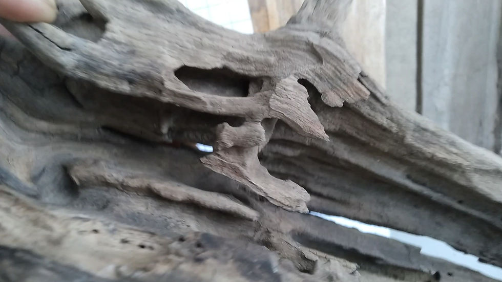 Thumbnail: Thai Bogwood 20: Length 17" x Height 20" x Width 9": Weight 660g (video)