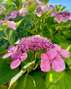 Pink Hydrangea Serrata